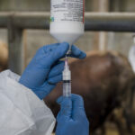 onu avertizeaza europa se confrunta cu cea mai grava epidemie de febra aftoasa de la inceputul secolului 682114ffd7069