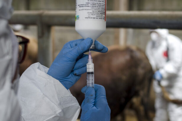 onu avertizeaza europa se confrunta cu cea mai grava epidemie de febra aftoasa de la inceputul secolului 682114ffd7069