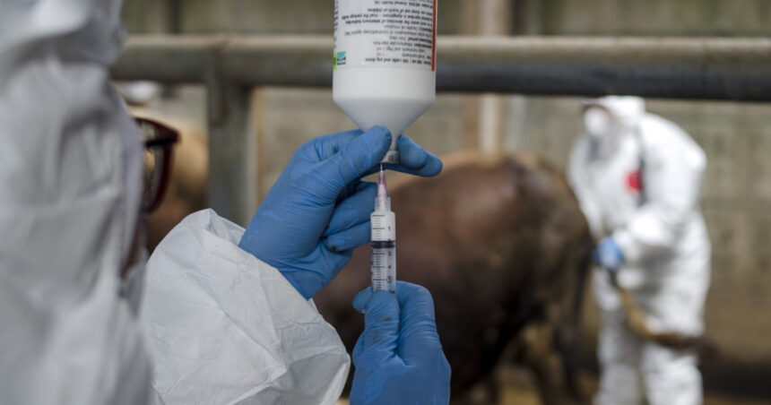 onu avertizeaza europa se confrunta cu cea mai grava epidemie de febra aftoasa de la inceputul secolului 682114ffd7069