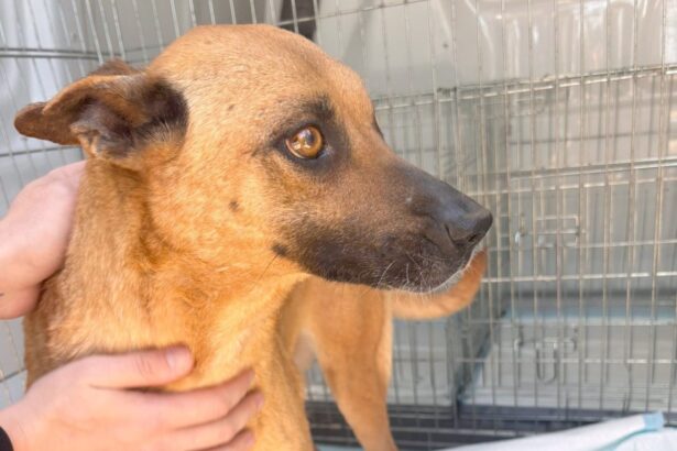 poveste impresionanta la adapostul animale abandonate din constanta o mamica ramasa cu un singur ochi a plecat catre o viata noua dupa ce si a vazut mai intai puii adoptati 68230c34d03c1
