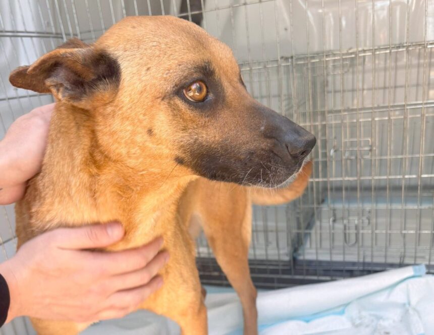 poveste impresionanta la adapostul animale abandonate din constanta o mamica ramasa cu un singur ochi a plecat catre o viata noua dupa ce si a vazut mai intai puii adoptati 68230c34d03c1