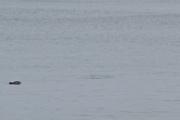 video aparitie spectaculoasa in largul marii doi delfini observati de vizitatori pe faleza cazinoului din constanta 6831f1f9261a2