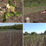 video culturile viticole distruse de grindina cum arata plantatiile de vita de vie dupa ploaia cu gheata care a lovit sudul romaniei 6837fb335c763