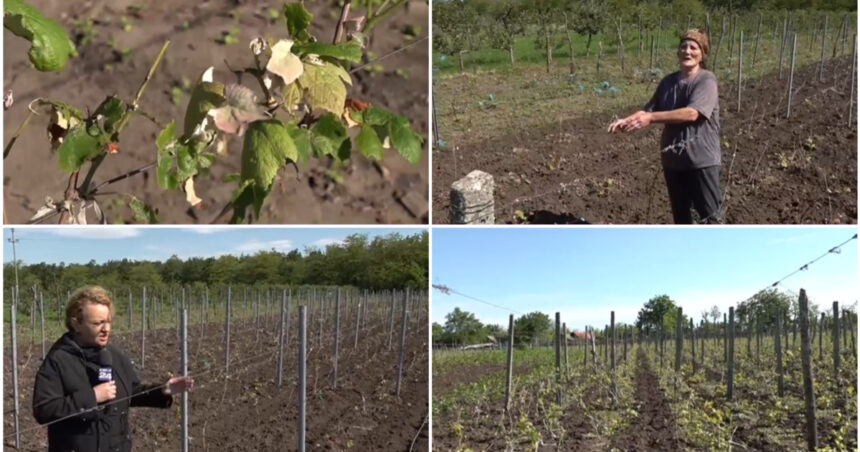 Culturile viticole distruse de grindină: Impactul ploii cu gheață asupra plantațiilor de viță de vie din sudul României. 1 video culturile viticole distruse de grindina cum arata plantatiile de vita de vie dupa ploaia cu gheata care a lovit sudul romaniei 6837fb335c763