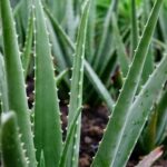 viticultorii francezi planteaza aloe vera in locul vitei de vie pentru a se adapta la seceta 682ad4f44af6b