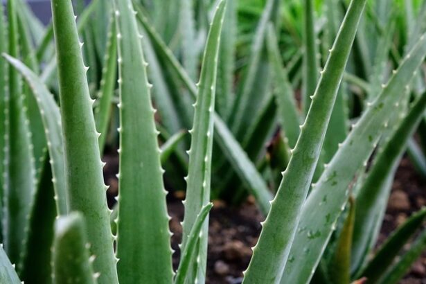viticultorii francezi planteaza aloe vera in locul vitei de vie pentru a se adapta la seceta 682ad4f44af6b