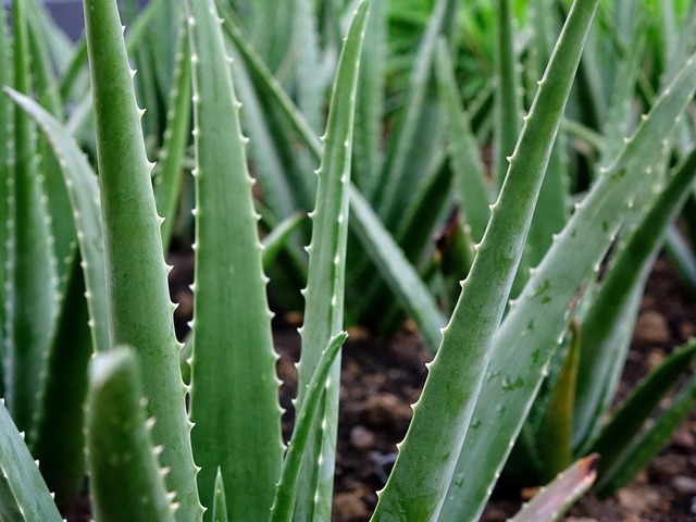 viticultorii francezi planteaza aloe vera in locul vitei de vie pentru a se adapta la seceta 682ad4f44af6b