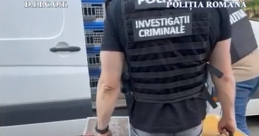 Zeci de porumbei de concurs și de reproducere furați din Belgia, descoperiți în Mehedinți, cu o valoare de peste 2,2 milioane de euro. 1 zeci de porumbei de concurs si de reproducere furati din belgia gasiti in mehedinti valoarea pasarilor depaseste 22 milioane de euro 68274fed871f8