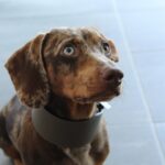 Zooland.ro - Câinii încep o nouă etapă a evoluției 2 zooland ro cainii intra intr o noua faza a evolutiei 6826cb3ae14ef
