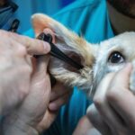 zooland ro cum sa nu i mai fie frica cainelui tau de veterinar 683013d9cb13d