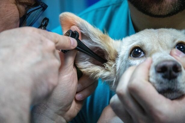 zooland ro cum sa nu i mai fie frica cainelui tau de veterinar 683013d9cb13d