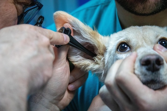 zooland ro cum sa nu i mai fie frica cainelui tau de veterinar 683013d9cb13d