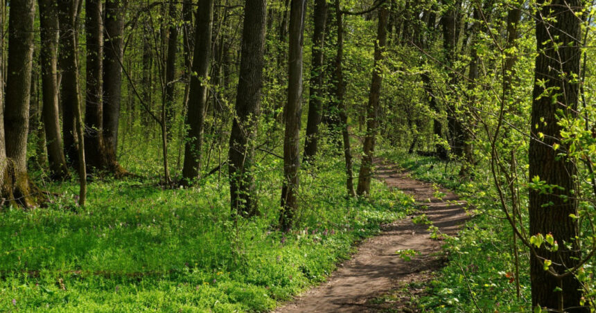 Adolescente din Bacău rătăcite în pădure în timpul întoarcerii de la școală, apel la Poliție. 1 adolescente din bacau ratacite in padure in timp ce se intorceau de la scoala tinerele au sunat la politie 68488404ec753