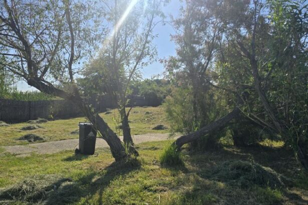 adolescentul de 16 ani gasit spanzurat in parcul tabacarie era din ovidiu ce spune politia despre acest caz 683e983585775
