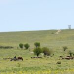 aproape si a omorat fosta iubita pe camp dar nu mai vrea la inchisoare judecatorii au alta parere 6840d8324fad0