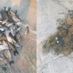 braconaj piscicol la somova plase ilegale si peste capturat gasite de politistii de frontiera 683ef342a6c54