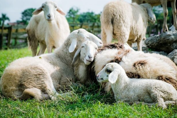 bruxelles ul prelungeste interdictia exportului de ovine din romania blocheaza si tranzitul catre alte state membre 685a9135b37fd