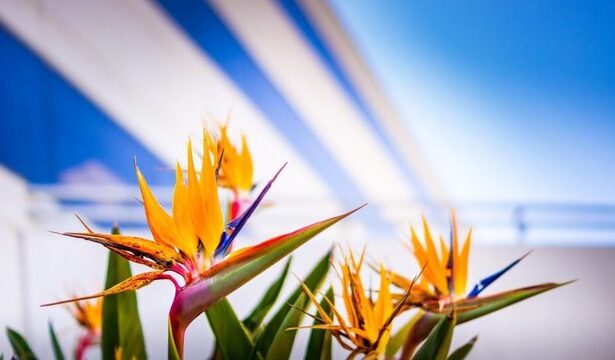 casalux ro foto plante spectaculoase care completeaza estetic interioarele exclusiviste 68428fc655643