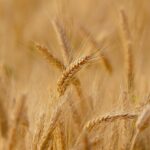 egiptul a cumparat grau din romania ucraina si rusia 685a9f593d508