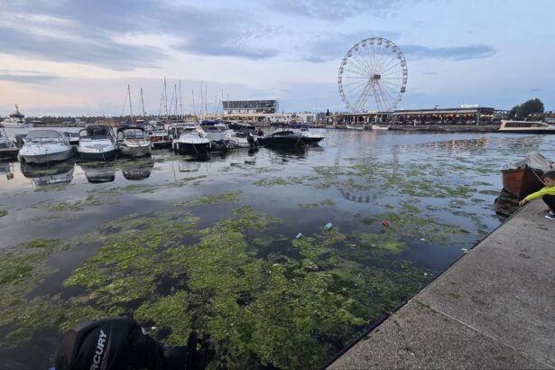 foto constanta relaxare cu priveliste la alge si pet uri aruncate in mare imagine dezolanta intalnita de constanteni si turisti in portul tomis 684e6d6418a04