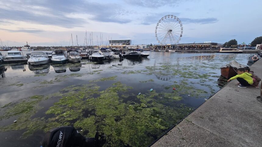 Constanța: Relaxare cu priveliște la alge și pet-uri aruncate în mare. Imagine dezolantă întâlnită de constănțeni și turiști în Portul Tomis. 1 foto constanta relaxare cu priveliste la alge si pet uri aruncate in mare imagine dezolanta intalnita de constanteni si turisti in portul tomis 684e6d6418a04