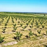 Dorin Bob atrage peste 4 milioane euro pentru modernizarea și digitalizarea uneia dintre cele mai mari plantații de aluni din România 3 foto dorin bob atrage peste 4 milioane euro pentru modernizarea si digitalizarea uneia dintre cele mai mari plantatii de aluni din romania 683d626f84ada