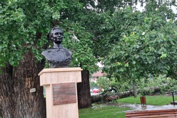 foto unul dintre copacii care l au inspirat pe mihai eminescu a cazut in iasi interventie de urgenta a isu 6849aed7ed0b2