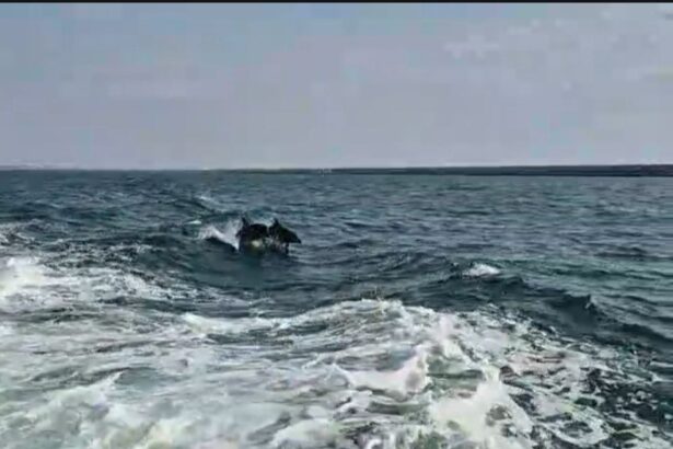 foto video delfinii au facut spectacol in largul marii negre jucausi si dornici de atentie 685261d1be90d