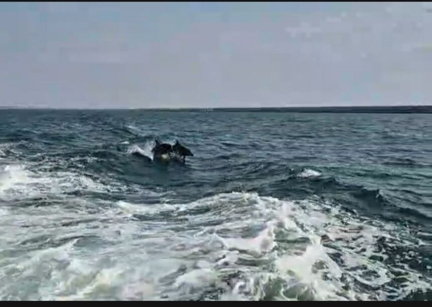 foto video delfinii au facut spectacol in largul marii negre jucausi si dornici de atentie 685261d1be90d
