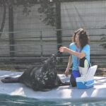 Foca Velykis, de 9 ani, vedeta CMSN Constanța! Energică, ghidușă și mare amatoare de aplauze, îi așteaptă cu bucurie pe spectatorii mari și mici. 2 foto video foca velykis de 9 ani vedeta cmsn constanta energica ghidusa si mare amatoare de aplauze ii asteapta cu bucurie pe spectatorii mari si mici 684d7740b89a2