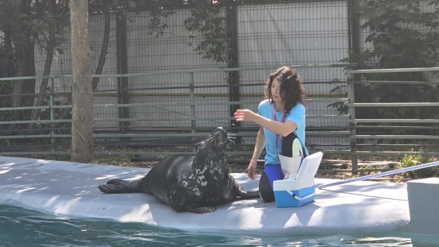 Foca Velykis, de 9 ani, vedeta CMSN Constanța! Energică, ghidușă și mare amatoare de aplauze, îi așteaptă cu bucurie pe spectatorii mari și mici. 1 foto video foca velykis de 9 ani vedeta cmsn constanta energica ghidusa si mare amatoare de aplauze ii asteapta cu bucurie pe spectatorii mari si mici 684d7740b89a2