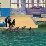 foto video spectacol cu cinci delfini astazi are loc prima reprezentatie la delfinariul din constanta dupa finalizarea lucrarilor de modernizare 684e827dae961