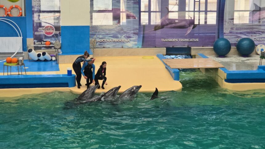 Spectacol cu CINCI delfini la Delfinariul din Constanța, prima reprezentație după finalizarea lucrărilor de modernizare. 1 foto video spectacol cu cinci delfini astazi are loc prima reprezentatie la delfinariul din constanta dupa finalizarea lucrarilor de modernizare 684e827dae961