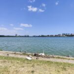 foto video surpriza in parcul tabacarie din constanta o familie de lebede cu pui incanta trecatorii 6857dc8e1e73b