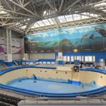 Vești bune! Lucrările la Delfinariul din Constanța, pe ultima sută de metri. Cum arată acum bazinele și când are loc primul spectacol 2 foto video vesti bune lucrarile la delfinariul din constanta pe ultima suta de metri cum arata acum bazinele si cand are loc primul spectacol 6848660859338