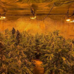 Locuința unui bărbat din județul Vâlcea, plină de plante de cannabis înalte de aproape 1,50 m. 3 locuinta unui barbat din judetul valcea plina de plante de cannabis politistii au descoperit ca unele se apropiau de 150m inaltime 684b1c78edae8