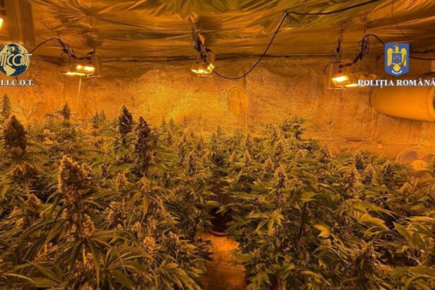 locuinta unui barbat din judetul valcea plina de plante de cannabis politistii au descoperit ca unele se apropiau de 150m inaltime 684b1c78edae8