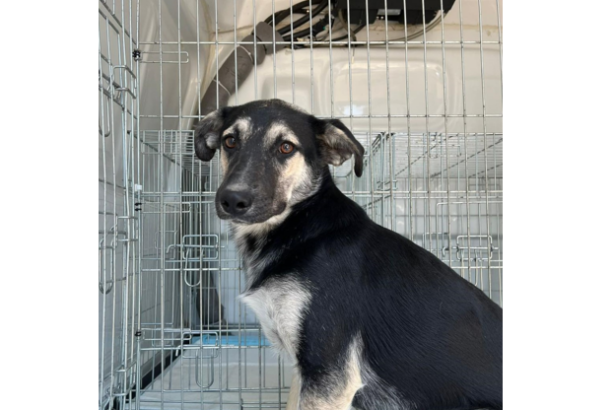 max are de astazi o familie si tu poti adopta un catel din adapostul public de animale abandonate constanta 685d42429cbfd