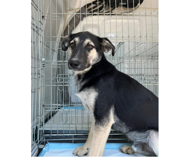 Max are de astăzi o familie! Poți adopta un cățel din Adăpostul Public de Animale Abandonate Constanța. 1 max are de astazi o familie si tu poti adopta un catel din adapostul public de animale abandonate constanta 685d42429cbfd