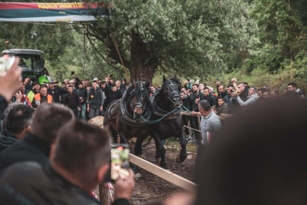 noua reglementare vizata pentru protectia animalelor interzicerea anumitor concursuri si spectacole 6849d3a7351c1