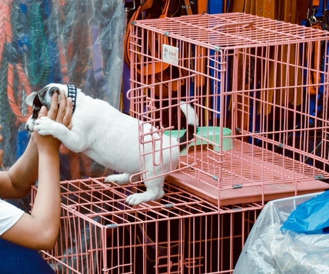 Parlamentul European interzice comercializarea pisicilor și câinilor în magazinele de animale de companie 1 parlamentul european interzice vanzarea pisicilor si cainilor in pet shop uri 6855440c6bf35