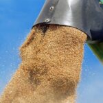 romania va inregistra cea mai mare recolta la grau de dupa 1997 685028572a053