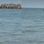 spectacol rar pe litoral un grup de delfini s a apropiat de mal in eforie nord 684ecc50bb439