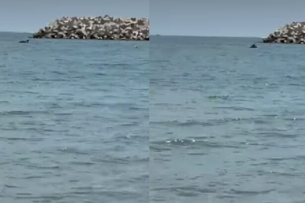 spectacol rar pe litoral un grup de delfini s a apropiat de mal in eforie nord 684ecc50bb439