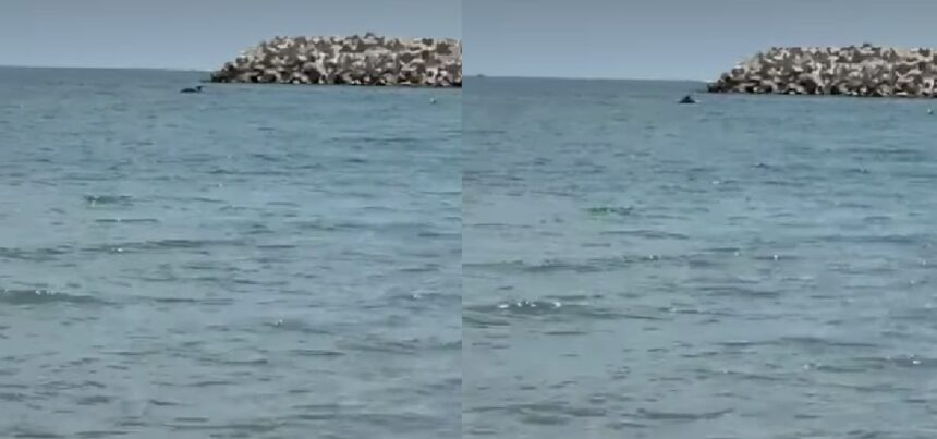 spectacol rar pe litoral un grup de delfini s a apropiat de mal in eforie nord 684ecc50bb439