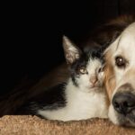 statul ar vrea sa redreseze economia pe spinarea animalelor de companie tva majorat la mancarea blanosilor 68404bbe2ba3a