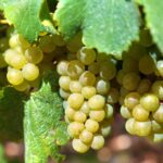 Un lichidator judiciar vinde prin licitație publică peste 63 de hectare de viță de vie în Murfatlar și Poarta Albă. Află cine este proprietarul! 2 un lichidator judiciar vinde prin licitatie publica peste 63 de hectare de vita de vie in murfatlar si poarta alba vezi cine este proprietarul 6859432496f06