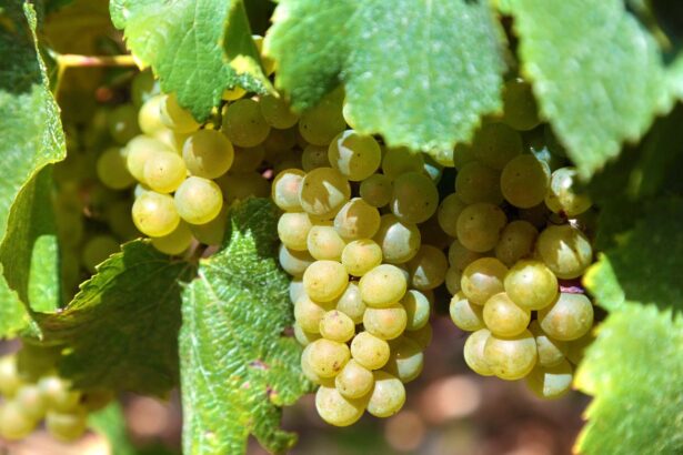 un lichidator judiciar vinde prin licitatie publica peste 63 de hectare de vita de vie in murfatlar si poarta alba vezi cine este proprietarul 6859432496f06