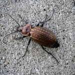 Urban.ro - Laptele de gândac este de trei ori mai nutritiv decât laptele de vacă. Înghețata cu gândaci este deja disponibilă la vânzare. 2 urban ro laptele de gandac este de trei ori mai nutritiv decat cel de vaca inghetata cu gandaci este deja la vanzare 684bb58467ce3