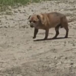 Amendă de 12.000 de lei pentru un bărbat care a abandonat un câine în staţiunea Mamaia 2 video amenda de 12 000 de lei pentru un barbat care a abandonat un caine in statiunea mamaia 6842d48c53de5